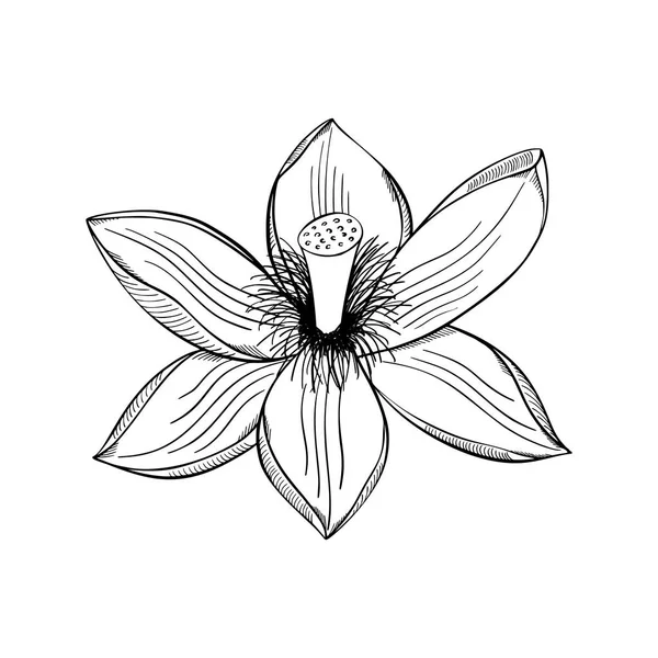 Lotus lily su — Stok Vektör