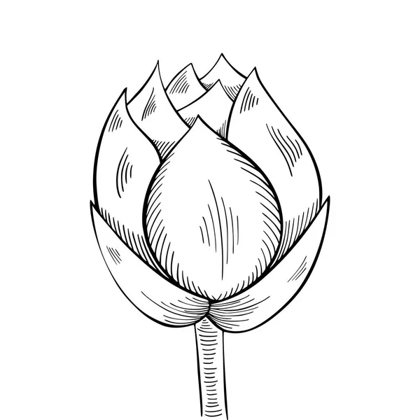 Lotus lily su — Stok Vektör