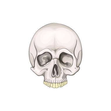 Beyaz arka plan üzerinde izole kafatası. Vektör çizim.