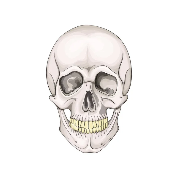 Ludzka czaszka na białym tle. Ilustracja wektorowa. — Wektor stockowy
