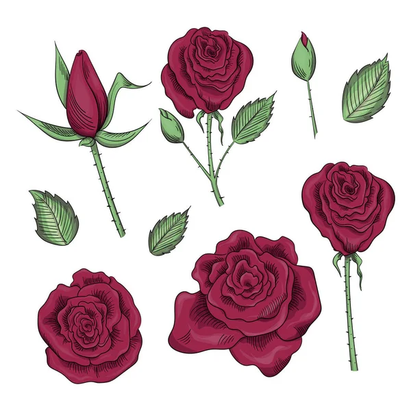 Hand drawn set of roses, rose buds and leaves — Stock Vector