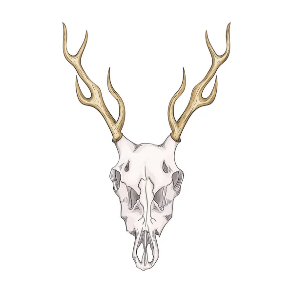 Drawn deer skull with horns in retro style. — Stock Vector