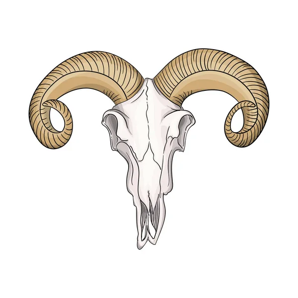 Crânio desenhado de uma ovelha de montanha com chifres em estilo retro . —  Vetores de Stock