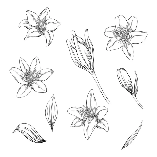 Coloré de fleurs de lis sur fond blanc. Ensemble vectoriel de fleurs fleuries pour votre design . — Image vectorielle