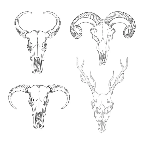 Vadállatok koponyáinak gyűjteménye nyugati misztikus. bohém fej, nyugati évjárat állat. — Stock Vector