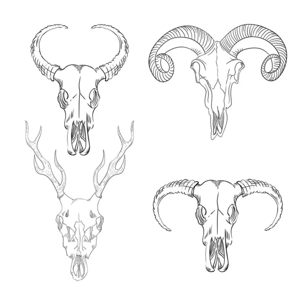 Colección de cráneos de animales salvajes místicos occidentales. cabeza bohemia, animal de época occidental . — Archivo Imágenes Vectoriales