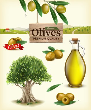 Realistic vector illustration of fruit olives, olive oil, olive branch, olive tree, olive farm. Label of green olives with realistic olive branch against the backdrop of olive plantations clipart
