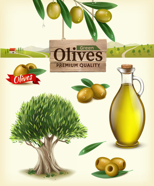 Realistic vector illustration of fruit olives, olive oil, olive branch, olive tree, olive farm. Label of green olives with realistic olive branch against the backdrop of olive plantations