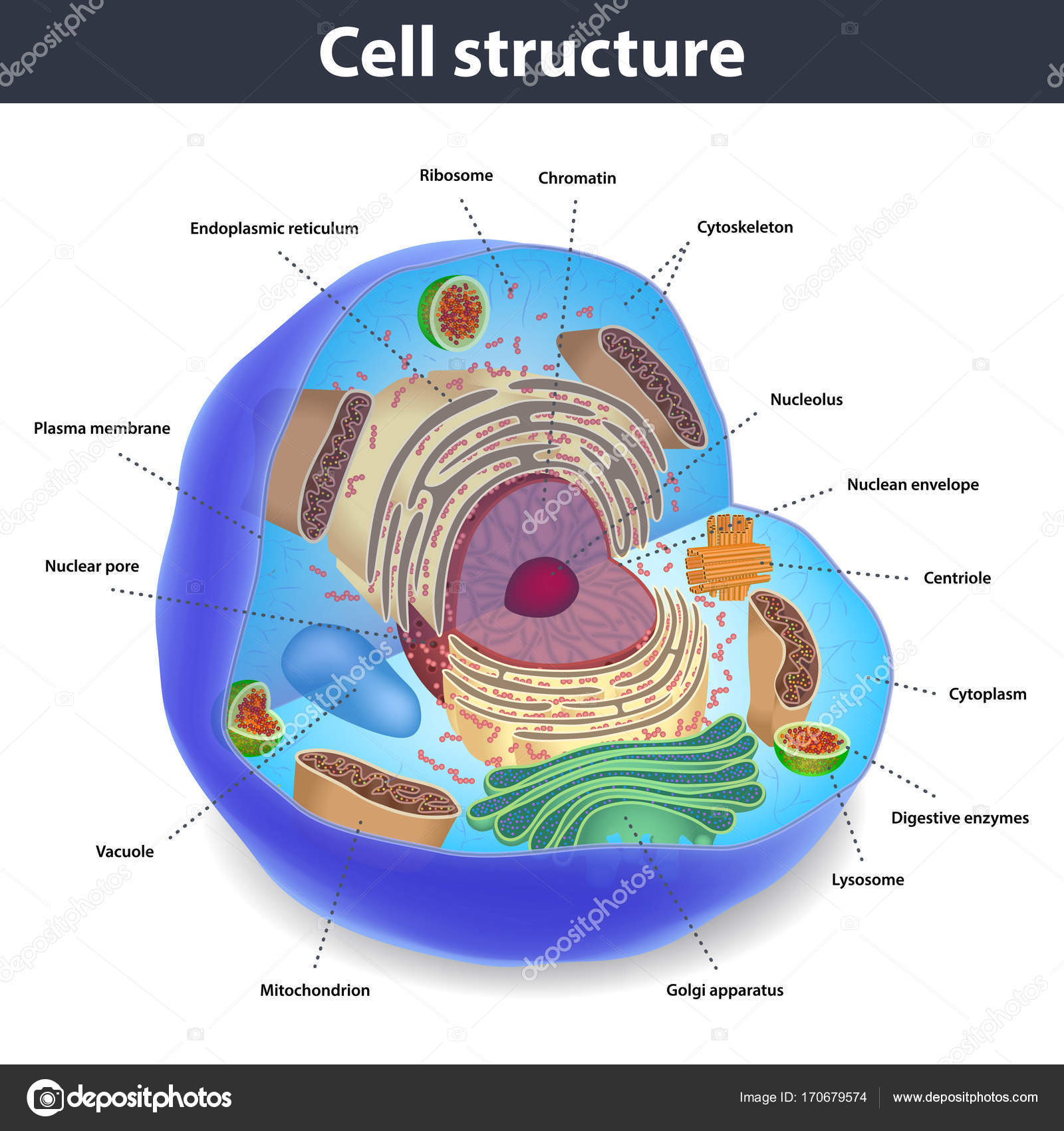 Basic Diagram Of A Human Cell Images - How To Guide And 