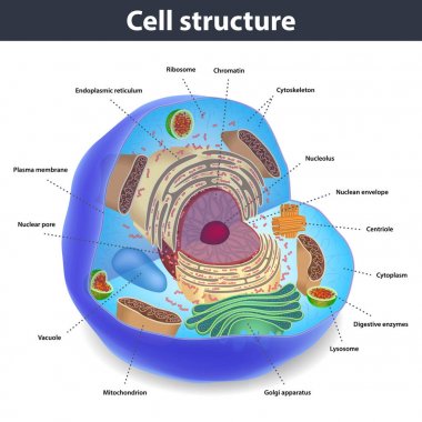 The structure of human cells, vector illustration clipart