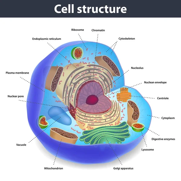 De structuur van menselijke cellen, vectorillustratie — Stockvector