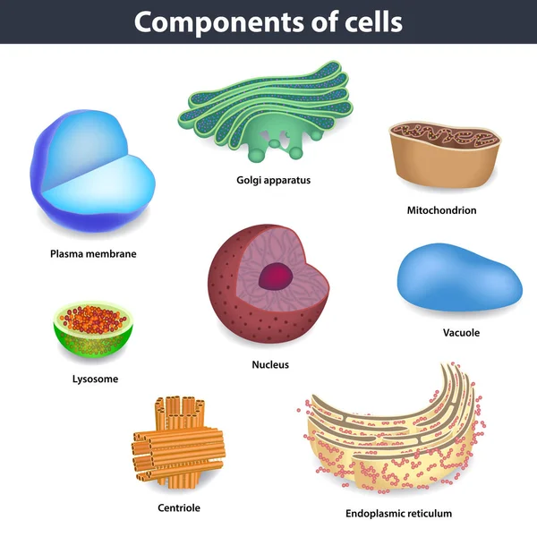 Componenti delle cellule umane illustrazione vettoriale — Vettoriale Stock