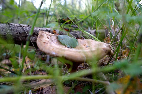 Close Van Een Enkele Paddenstoel Die Groeit Een Natuurlijke Omgeving — Stockfoto