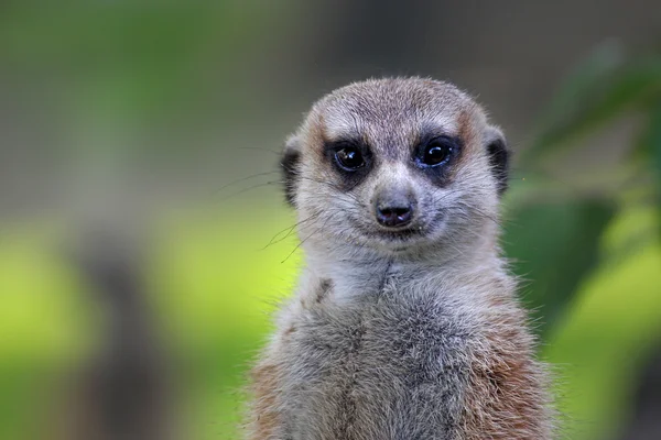 Χαριτωμένο meerkat σε υπηρεσία φρουρά — Φωτογραφία Αρχείου