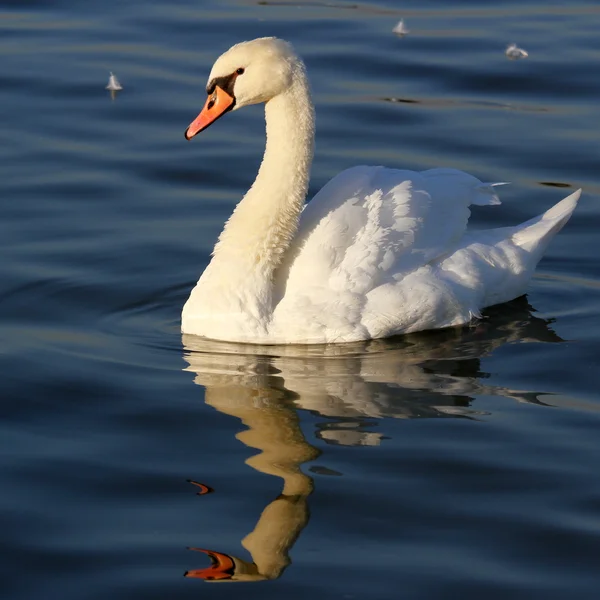 Bela natação cisne — Fotografia de Stock