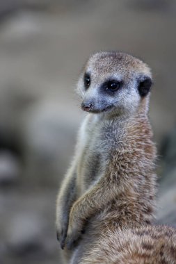 Nöbetteki tatlı mirket.