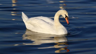 Beautiful swan swimming