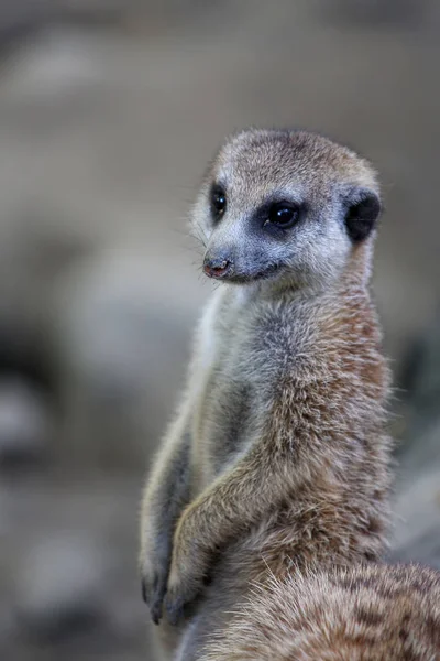 Nöbetteki tatlı mirket.