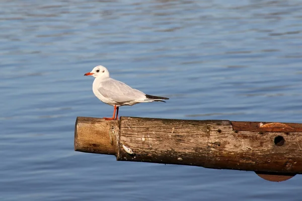 Möwe sitzt auf Holzbalken — Stockfoto