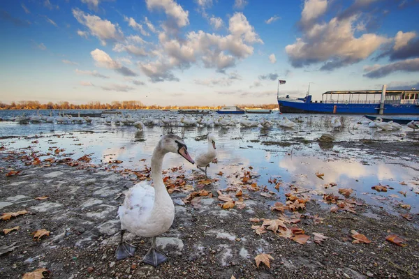 Gyönyörű hattyú a Dunán, Zemun, Szerbia — Stock Fotó