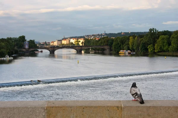 Vecchia Praga Con Piccione Sul Ponte Carlo — Foto Stock