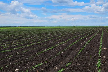 Tarım, güzel mavi gökyüzü ile sürülmüş toprak.