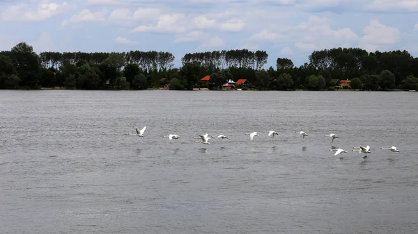 Krásné Labutí Letět Přes Řeku Dunaj Zemun Srbsko — Stock fotografie