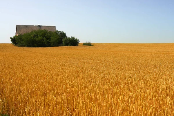 Сільський Пейзаж Старим Покинутим Будинком Пшеничному Полі — стокове фото