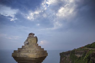 Uluwatu Tapınağı, Bali, Endonezya 'da uzun kuyruklu maymun.