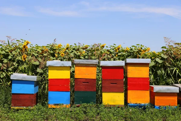 Rij Van Kleurrijke Houten Bijenkorven Met Zonnebloemen Achtergrond Stockafbeelding