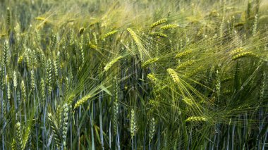 Buğday ekinleri kapanıyor, tarım endüstrisi 