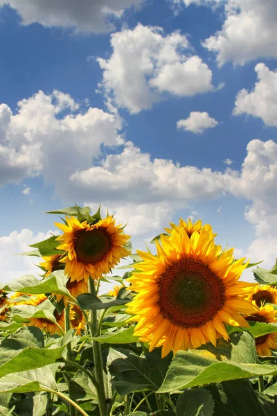 Beaux Tournesols Avec Beau Ciel Nuageux Bleu — Photo