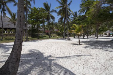Palmiye ağaçları, Zanzibar, Tanzanya 'lı mükemmel beyaz kumsal.