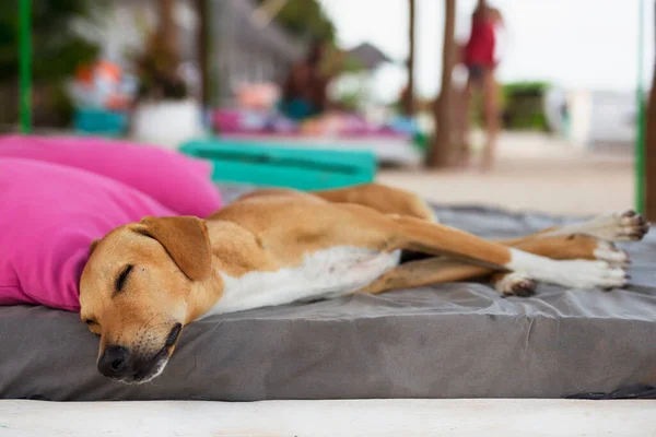 ビーチベッドの上で快適に寝ている犬 ロイヤリティフリーのストック画像