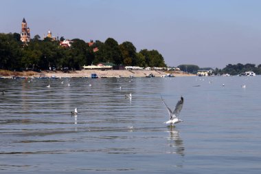 Sırbistan 'ın Zemun kenti Tuna Nehri manzaralı