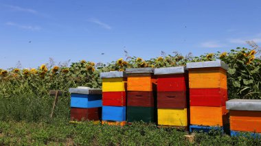 Arkasında ayçiçekleri olan renkli ahşap arı kovanları.