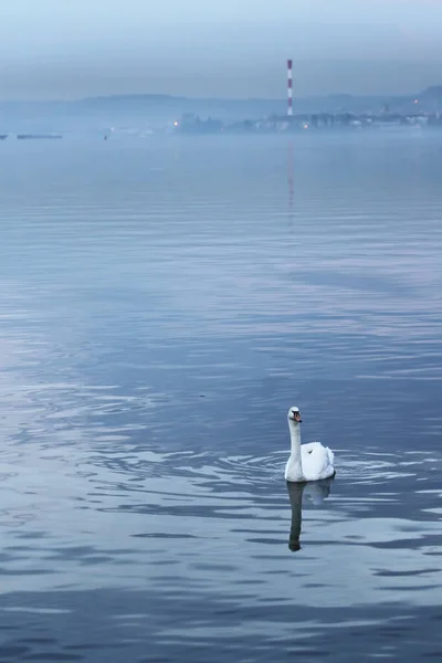 Hermoso Cisne Nada Río Danubio — Foto de Stock