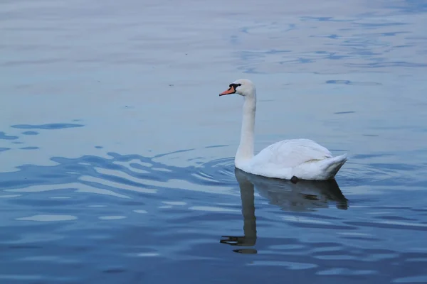 Красивый Лебедь Плавает Реке Дунай — стоковое фото