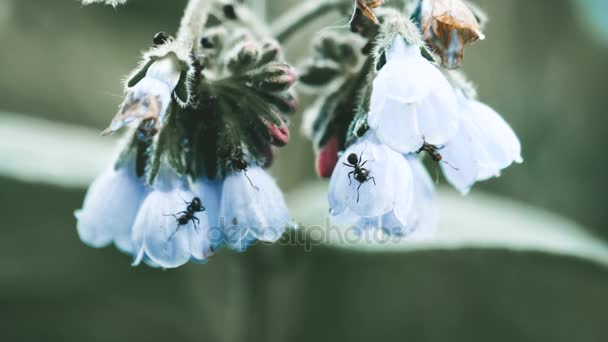 Mrówki na tle ładny kwiat — Wideo stockowe