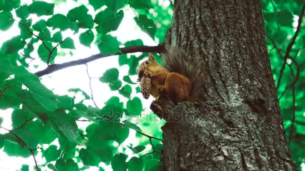 Σκίουρος τρώει ξηρούς καρπούς 50 fps — Αρχείο Βίντεο