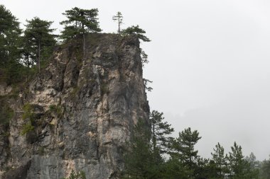 derin orman Dağı'nda