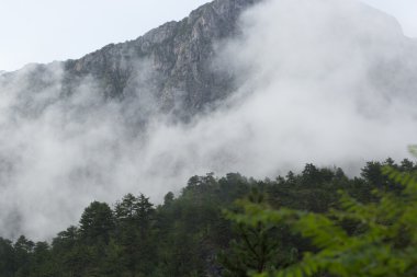derin orman Dağı'nda
