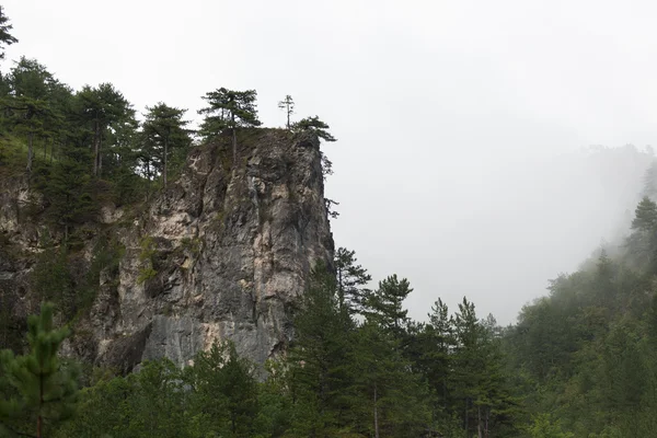 Forêt profonde sur la montagne — Photo