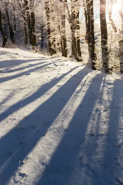Bel Tramonto Una Foresta Invernale Innevata — Foto Stock