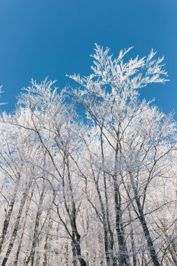 güzel kış manzara mavi temiz gökyüzü donmuş ağaçlarda