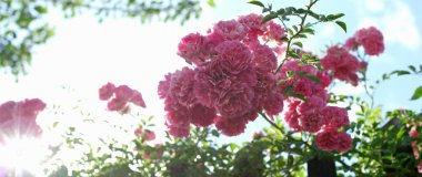 Bahçedeki gül ağacında pembe gül çiçekleri