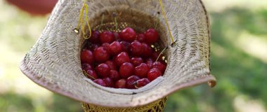  Taze toplanmış kirazlar