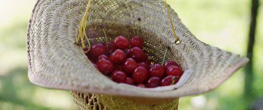  Taze toplanmış kirazlar