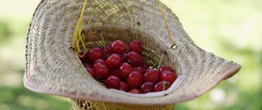  Taze toplanmış kirazlar