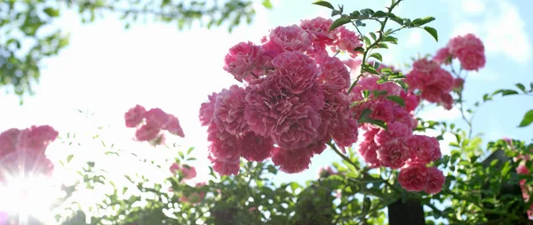 Bahçedeki gül ağacında pembe gül çiçekleri